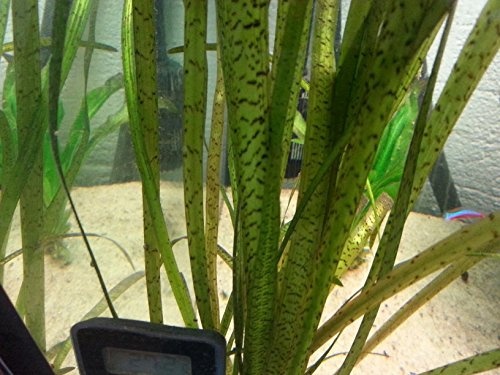 Marmorierte Wasserschraube / Vallisneria spiralis 'Tiger' / 'Marmor - 'Striped'- Live Aquatic Plant