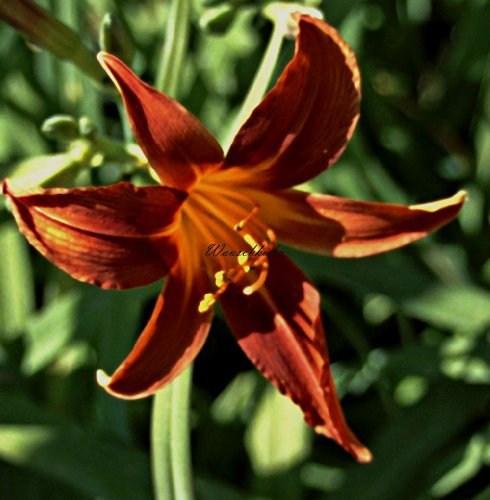 Staudenkulturen Wauschkuhn Hemerocallis Hybr. 'Sammy Russel' - Taglilie - Staude im 11cm Topf
