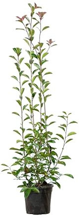 Glanzmispel ‚Red Robin‘ – Photinia fraseri – Heckenpflanze – Auswahl der Höhe 60–200 cm – immergrün & winterhart – ideal für dichte Hecken (Variante 175-200cm)