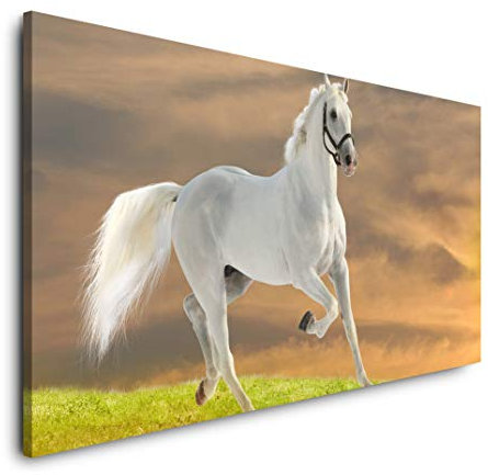 Weißes Pferd 120x 60cm Panorama Leinwand Bild XXL Format Wandbilder Wohnzimmer Wohnung Deko Kunstdrucke