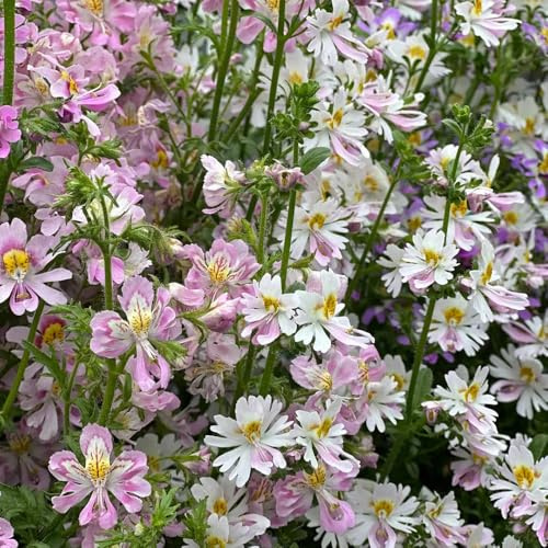 Semillas de orquídeas del agricultor - resistentes para el jardín Schizanthus pinnatus - semillas para camas elevadas raras 100pcs