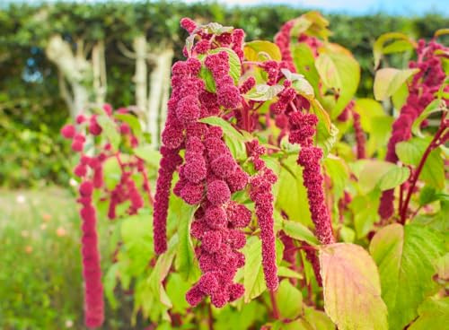 Roter Fuchsschwanz hängend Amaranthus caudatus 500 Samen