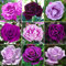 Magnifique Rosier Violet/Lilas en pot | Rosiers de jardin haut de gamme avec fleurs colorées en été