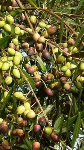 Pianta di Olivo Ogliarola in Fitocella