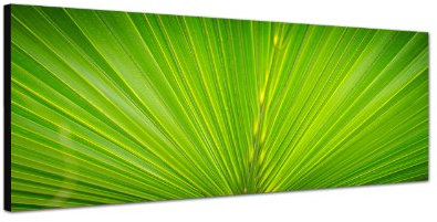 Augenblicke Wandbilder Keilrahmenbild Wandbild 150x50cm Palmblatt Pflanze grün Nahaufnahme