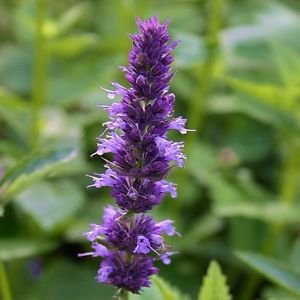 Semi Giant issopo Lavender Blue Flower (Agastache Mexicana) 50 + Semi
