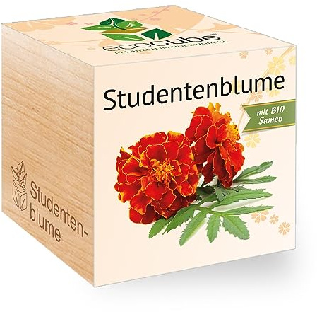 Ecocube Studentenblume, Bio Samen, Nachhaltige Geschenkidee (100% Eco Friendly), Grow Your Own/Anzuchtset, Pflanzen Im Holzwürfel, Made in Austria