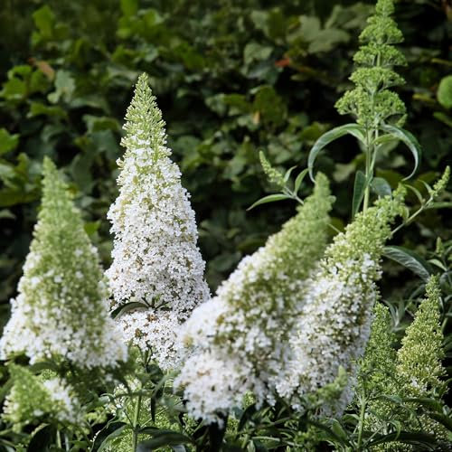 Schmetterlingsstrauch Buddleja davidii White Profusion – Weiße Blüten – Bienfreundlich & Schmetterlingsanziehend – Laubabwerfend – Höhe 17–25cm