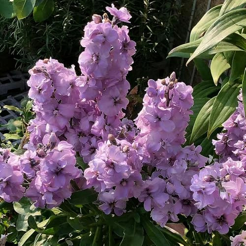 levkojen kräutersamen usambaraveilchen garten balkonblumen schattenpflanzen garten winterhart bonsai blumensamen mehrjährig 350samen