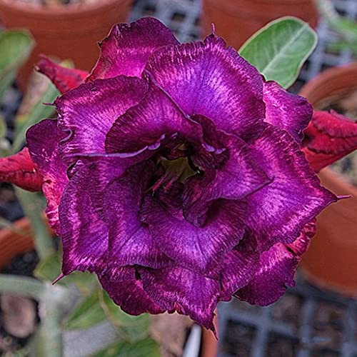 Rosa del deserto, Große Blütenpflanzen sind exquisit mit engen Blütenblättern, Flores gloriosas en muchos colores.-2,1bulbi