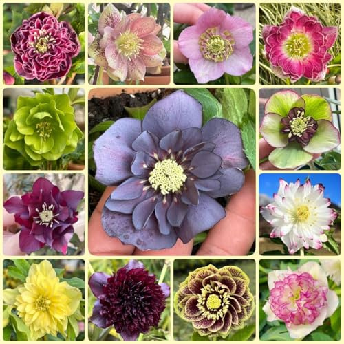 Christrose, garten Helleborus thibetanus, geschenke für gärtner bio exotische nachhaltige geschenke 200Samen