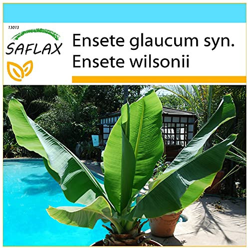 SAFLAX - Confezione regalo - Grande banano delle nevi - 10 semi - Ensete glaucum syn. Ensete wilsonii