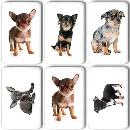 Merchandise for Fans Chihuahua - 6 rechteckige Kühlschrankmagnete 5,8 x 3,7 cm - 01