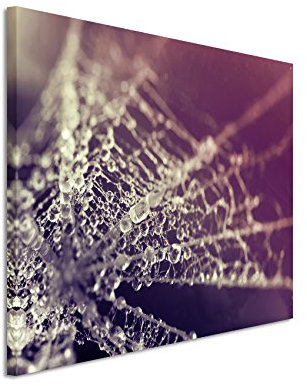 Paul Sinus Art 120x80cm Wandbild Fotoleinwand Bild in Mauve Makroaufnahme Spinnennetz Wassertropfen