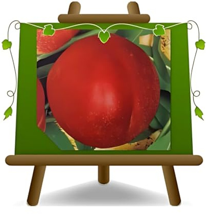Pesco Pesche Nettarine a Polpa Gialla Maria Carla Età 4 Anni