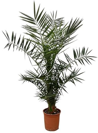 Trendyplants - Phoenix Canariensis - Höhe 120-140 cm - Dattelpalme - Winterhart - Topfgröße Ø20cm