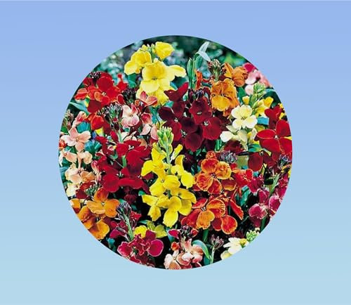 500 graines de Giroflée des murailles - cheirantus cheiri - plante Vivace