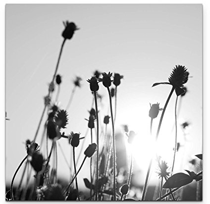 Leinwandbilder | Bilder Leinwand 60x60cm Blumenfeld schwarz, weiß