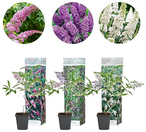 3x Buddleja Davidii 'Tricolor' - Schmetterlingsstrauch - Freilandpflanze - Winterhart - ⌀10,5 cm - Höhe 20-30 cm