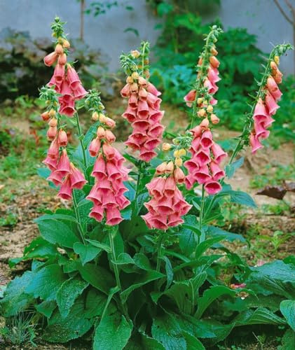 Digitalis x mertonensis 11x11 cm Topf – Winterhart, Mehrjährig, Pflegeleicht – Fingerhut – Staude für Beet & Rabatte