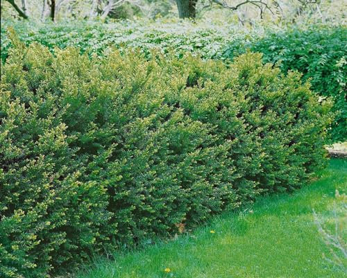 Taxus media 'Groenland' 20-25 cm – Immergrün, Winterhart, Pflegeleicht – Hybrid-Eibe – Heckenpflanze für Garten & Sichtschutz
