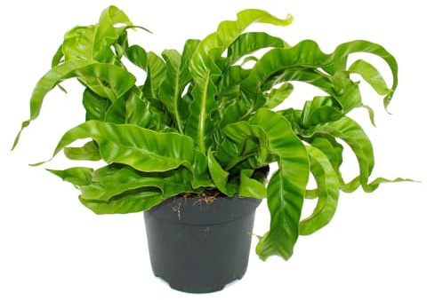 Exotenherz Asplenium antiquum Hurricane besondere Farn-Sorten fürs Zimmer Nestfarn 17cm Topf ca. 30-40cm hoch