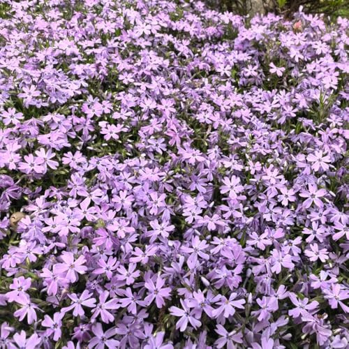 phlox bodendecker - zimmerpflanze exotische winterhart indoor mehrjährig gartenpflanzen 420samen
