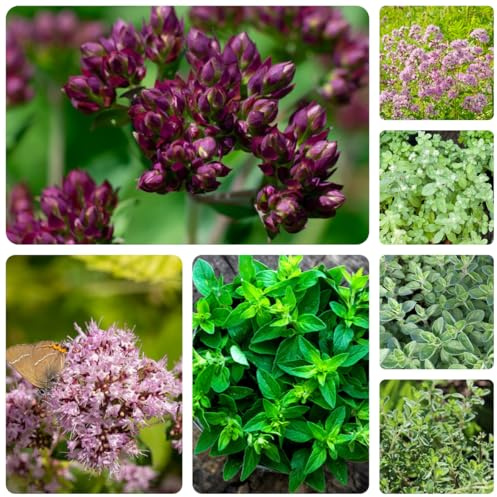 semillas de mejorana perennes resistentes - balcón del jardín interior, cobertura del suelo 300pcs