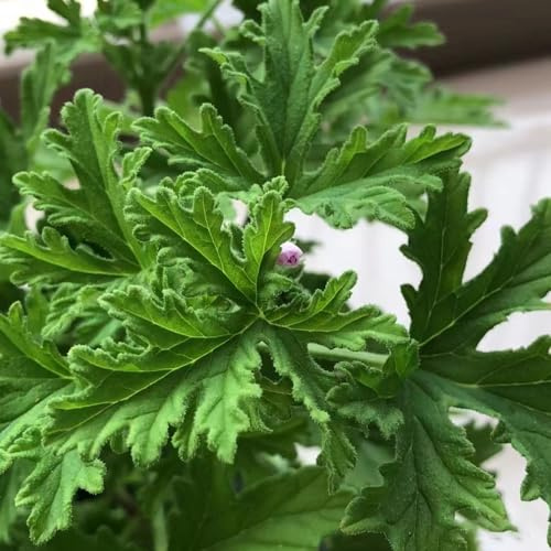 Semi di gerani profumati, Geranio limone, verdi decorazioni giardino per esterni raro esotico semi di resistenti esterno in vaso 250pcs