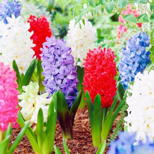 Hyacinth Bulbs Mixed Surprise Gift Hyacinth Bulbs UK Best Decoration/Ornamental Flowers/Wedding Flowers-5bulbs-d