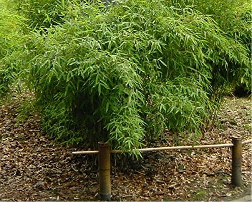Baumschule Pflanzenvielfalt Fargesia murielae Jonnys Gigant - immergrüner Garten- und Hecken-Bambus - 40-60 cm