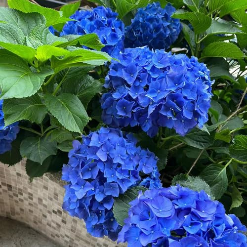 Hortensias - Hortensia semillas orgánicas coración de balcones hortensia interior purificadoras aire jardín balcón primavera, 350semillas