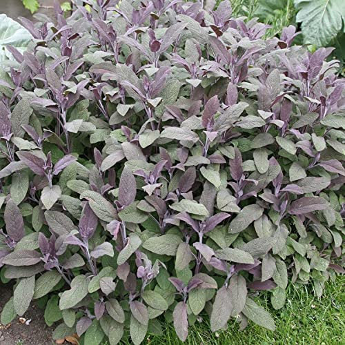 Salvia officinalis Purpurascens - Purple Sage Plant in 9 cm Pot