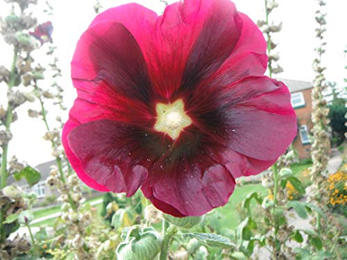 50 x Hollyhock ALCEA Black (Darkest RED) Seeds