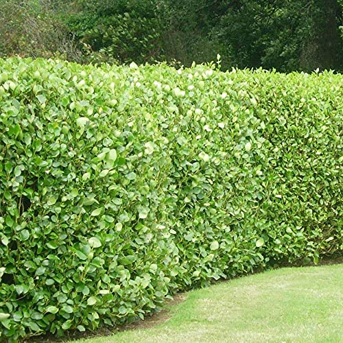 60 Griselinia Littoralis Hedging Evergreen Plants Fast Growing Shrubs 30-45cm Potted Sunnyside Nurseries