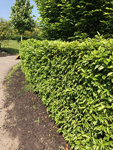 10 Portuguese Laurel Hedging Evergreen Plants Fast Growing Shrubs 30-45cm Potted Sunnyside Nurseries