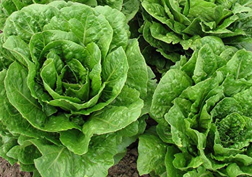 SemiSauvage 250 Romaine Lettuce Seeds - Vegetable Garden - Reproducible Peasant Seeds