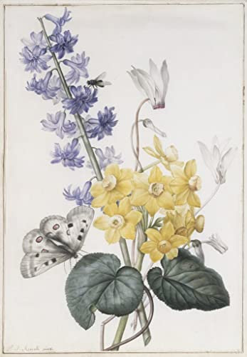 GerRit Leinwandbilder, Poster, 58 x 90 cm, ohne Rahmen, Hyazinthe, Alpenveilchen und Narzissen von Pierre Joseph Redouté