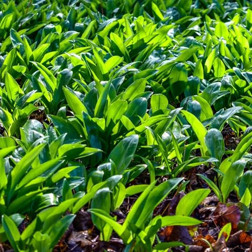 semillas de ajo silvestre organicas - Balcón lecho elevado resistentes 400pcs