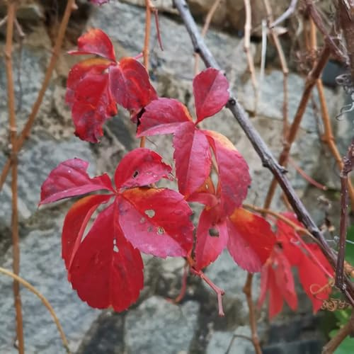semi resistenti di vite selvatica - Parthenocissus quinquefolia - aiuola rialzata primaverili balcone decorazione giardino esterni rampicanti 200pcs
