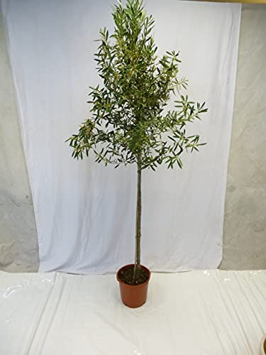[Palmenlager] XXL Olivenbaum/Olea Europea 190/210 cm Hochstamm mit breiter Krone