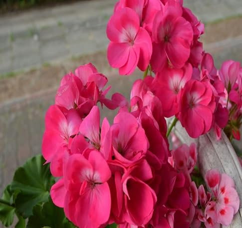 70 graines de fleurs de géranium