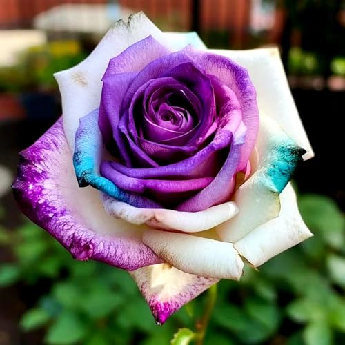 OPVDJD Seltene Rose & Winterharte Strauchrose – Exklusiv und widerstandsfähig-E-2Knolle