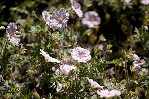 Geranium sanguineum var. striatum 9x9 cm Topf – Winterhart, Mehrjährig, Pflegeleicht – Blutstorchschnabel – Bodendecker für Beet & Steingarten