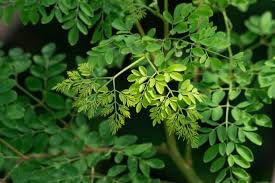 Semi di bacchetta di Moringa Oleifera biologica da 100 pezzi | Non OGM | per germogliare, piantare, cucinare. Semi non trasformati, semi freschi da giardino, scelta dei giardinieri!