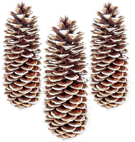 GS Foliage Large Pine Cones for Crafts, 9-12 Inch Extra Large Frosted Sugar Pinecones - Set of 3 Natural Pine Cones for Christmas Tree Ornaments, Vase Fillers, Rustic Home & Holiday Décor - Frosted
