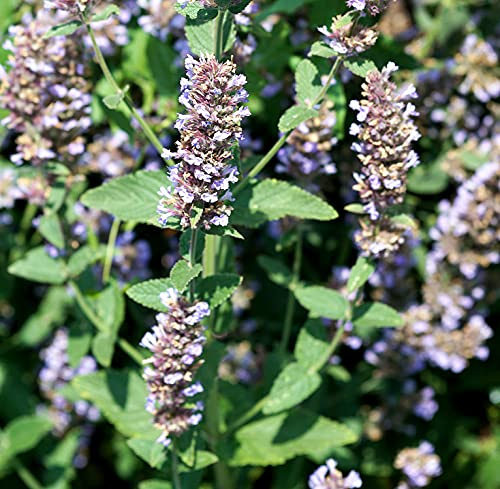 Echte Katzenminze – Nepeta cataria – 4000 Samen | Aromatische Lieblingspflanze für Katzen | Winterhart, Mehrjährig