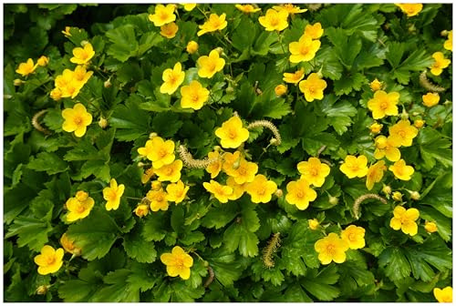 Stauden Gänge 1 x Waldsteinia ternata Teppich winterhart | Winterharter Bodendecker für Halbschatten bis Schatten, Blüte April bis Mai, mehrjährig, 9x9 cm Topf
