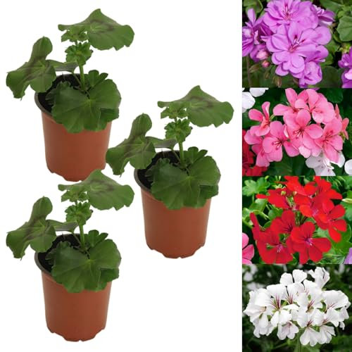 Carbeth Plants 3 x Mixed Trailing Geranium Plant in 9cm Pot - Summer Flowering Ivy Geranium Shrubs for Outdoor Growing - Ready to Plant in Hanging Baskets, Window Boxes and Patio Pots