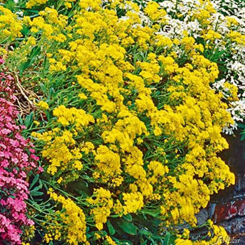 GARTEN SCHLÜTER® Gelbes Steinkraut/Goldkörbchen - 3 Stück